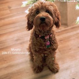 Murphy - Goldendoodle