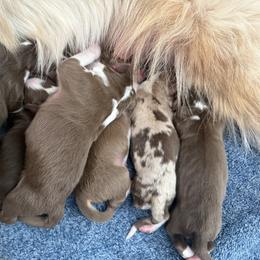 Puppy 3 - Red merle female Australian Shepherd puppy in Rochester, New Hampshire from ChaHar's Australian Shepherds