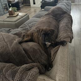 Boxer Puppies from Pawsitively Amazing Boxers LLC