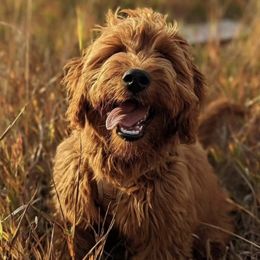Bernedoodle, Goldendoodle, Poodle, and Sheepadoodle Puppies from Kerr Kanine Ranch