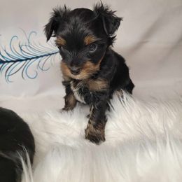 Boy 1 - Black and tan male Yorkshire Terrier puppy in Perry, Florida from Lanes-Scraps