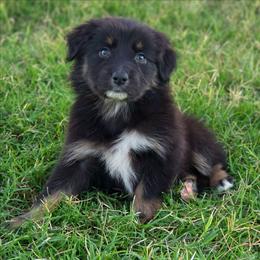 Jet - Black tri-color male Australian Shepherd puppy in Artois, California from Aloe Aussies
