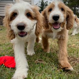 Labradoodle Puppies from Tyson's Farm Doodles