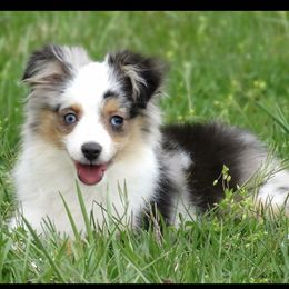 Pembroke Welsh Corgis, Poodles, and Toy Australian Shepherds from Sweet Peach Puppies