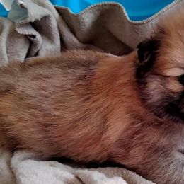 Pomeranians from Destiny's Pomeranians