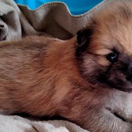 Pomeranians from Destiny's Pomeranians