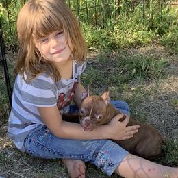 Boston Terrier, Companion Cross, and French Bulldog Puppies from High Plains French Bulldogs,Boston Terriers and Frenchtons.