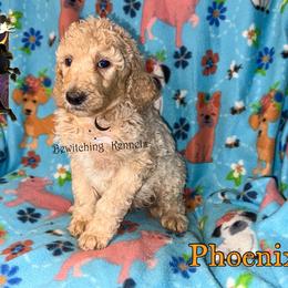Phoenix - Cream male Poodle puppy in Winston Salem, North Carolina from Bewitching Kennels