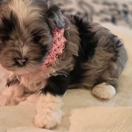 Girl 2 - Blue merle female Aussiedoodle puppy in Junction, Utah from Sugar Doodles