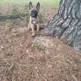 Orange Collar - Fawn male Belgian Malinois puppy in Alger, Michigan from Aspen’s Edge Kennel