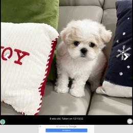 "Past (SOLD) Korean Maltese" Maltese and Yorkshire Terrier Puppies from Precious Paws Maltese and Yorkies