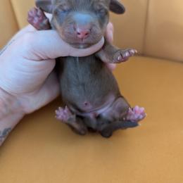Wally - Chocolate and tan male Dachshund puppy in Barnard, Missouri from KB Doxies