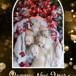 Golden Retriever Puppies from Promise Kennels