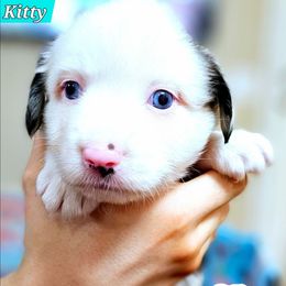 Katie - Blue merle female Miniature Australian Shepherd puppy in Punta Gorda, Florida from Christie's Creekside Aussies