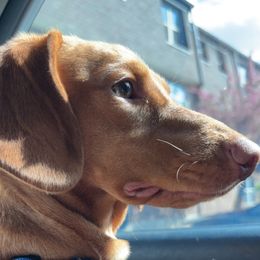 Chewie - Dachshund