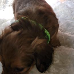 Dachshund Puppies from CLARK'S BREEDING PROGRAM