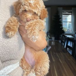 Cockapoo Puppies from Raisingcockapoos