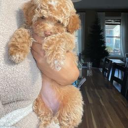 Cockapoo Puppies from Raisingcockapoos