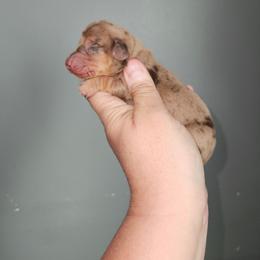 Boy 5 - Dapple female Dachshund puppy in Lansing, Michigan from Black Thunder 517 Dachshunds and frenchies