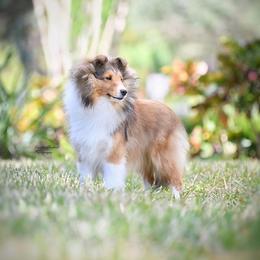 Collette - Sable and white female Shetland Sheepdog puppy in Miami, Florida from Cielito Lindo Shelties