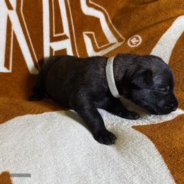 Grey Collar - Brindle male xDutch Shepherd puppy in Mc Kinney, Texas from Vom Jazzigen Haus
