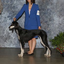 Jazz - Saluki
