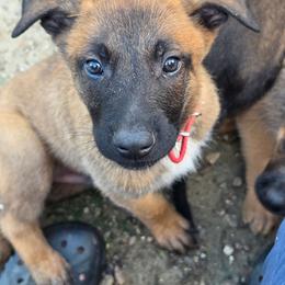 Red - Fawn sable male Belgian Malinois puppy in Baytown, Texas from De Linus Malinois