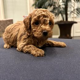Everly - Red  female Poodle puppy in Mineral Wells, Texas from S.H.A.R.P.’s Toy Poodles