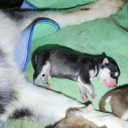 Girl 1 'Lilith' - Black and white female Alaskan Malamute puppy in Grayson County, Virginia from River Bend Malamutes