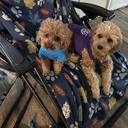 Poodle Puppies from House of  Red Toy Poodles