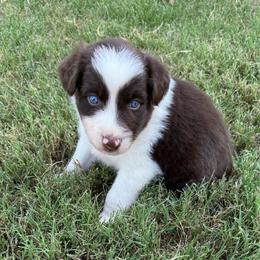 Hunter - Red tri-color male Australian Shepherd puppy in Mount Vernon, Texas from RJ's Aussie Posse