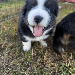 Australian Shepherd Puppies from Hamilton Farms