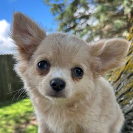 Logan - Fawn and white male Chihuahua puppy in Northboro, Iowa from So Sweet Chihuahuas
