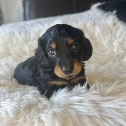Aspen - Black and tan female Dachshund puppy in Holtwood, Pennsylvania from Holly Hill Dachshunds