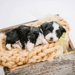 Aussiedoodle, Bernedoodle, and Goldendoodle Puppies from Desert Doodles