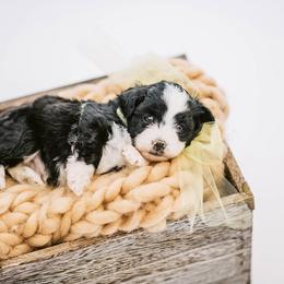 Aussiedoodle, Bernedoodle, and Goldendoodle Puppies from Desert Doodles