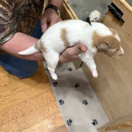 Girl 2 - female Collie puppy in Lonoke, Arkansas from Colley Collies