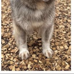 Delaney - Gray and white female Siberian Husky puppy in Solon Springs, Wisconsin from Snowfall Siberians