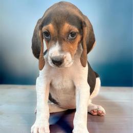 Orange girl - Tri-colored female Treeing Walker Coonhound puppy in Lovelady, Texas from 3 Color Kennel