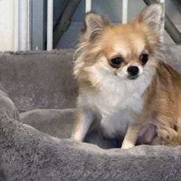 Charo - Chihuahua