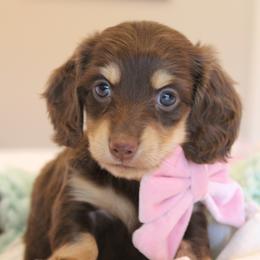 Girly - Chocolate and cream female Dachshund puppy in Laurel, Mississippi from Kissinger Dachshunds