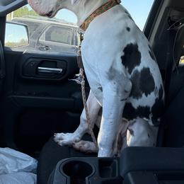 True - Harlequin male Great Dane puppy in Tyler, Texas from Blessed By Danes