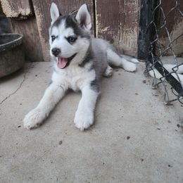 Pomsky Puppies from Pomsky Play-ce