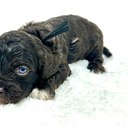Black collar boy - Brown and tan male Cockapoo puppy in Oologah, Oklahoma from Timber Hills Poodles and Doodles