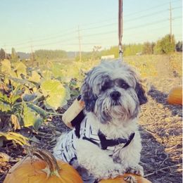 Lhasa Apso All Grown Up from Claudia Ramirez's Lhasa Apsos