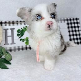 Silver mist - Blue merle and white female Cardigan Welsh Corgi puppy in San Diego ,Ca, California from SoCal Native Corgis