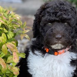 Rocky - Labradoodle puppy in Cleburne, Texas from Sugar Fig Kennel