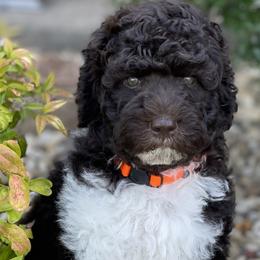 Rocky - Labradoodle puppy in Cleburne, Texas from Sugar Fig Kennel