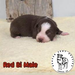 Enoch - Red & white male Miniature Australian Shepherd puppy in Jaroso, Colorado from Heaven Sent Aussies