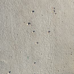 Aussiedoodle Puppies from North 40 Aussiedoodles